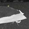 Hatsukokoro Kurokuma Aogami#2/Iron Kurouchi Nóż Santoku 16,5 cm